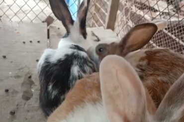 beautiful cute rabbit