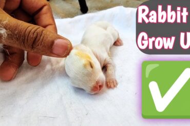 A Cute Baby Rabbit Growing Up From 1 To 20 Days