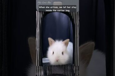 Baby Bunny First Few Hours At Home #shorts