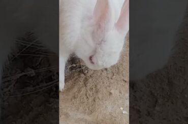 cute baby rabbit chiku rabbit #cute #trending #rabbit #virel #chiku