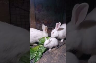 Cute Baby Rabbits Playing,Feeding Activities | Bunny Rabbit(Baby Rabbits)#RunnyRabbits #Babyrabbits