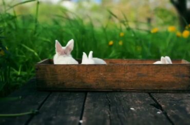 #Cute #Rabbit. #DriyaTripathi Favourite