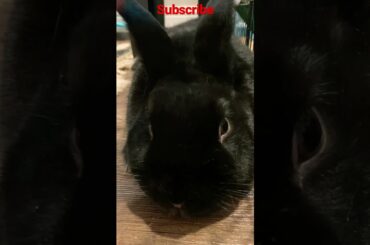 Flopping Bunny Rabbit #cutebunny #bunny #bunnyrabbit #cute #petrabbit #rabbit #cutepet