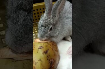 Cute rabbit. A beautiful moment #cutebunny #bunny