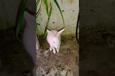 cute baby rabbit is standing his two legs
