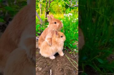 Cute Rabbit Videos #shorts #shortsvideo #cuteanimalshare