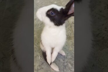 Cute baby rabbit