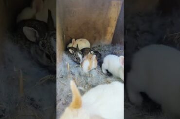 #bunnies - Cute Baby rabbits