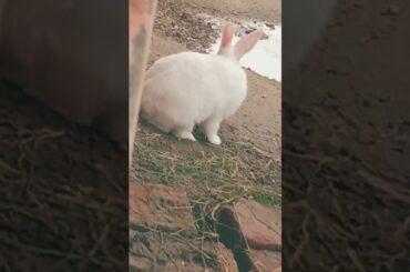 cute baby rabbit chiku rabbit chiku beautiful rabbit and beautiful #trending #cute #virel #rabbit