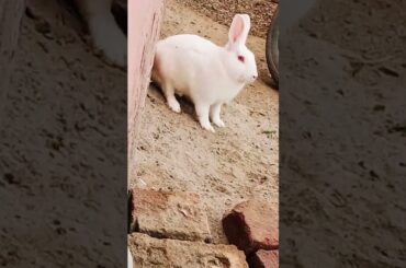 cute baby rabbit chiku beautiful #trending #cute #rabbit #virel #vitel #chiku #funny #help #car