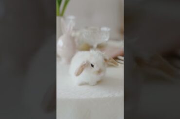 Cute Rabbit waiting for lunch  #pets #youtubeshorts #bunny #viral