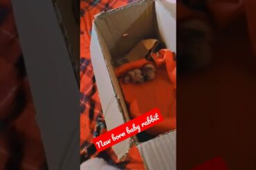 #shortsfeed | new born baby rabbit | Pets and animal | cute baby rabbit |