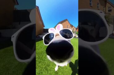 Shiba bunny got popipo’d