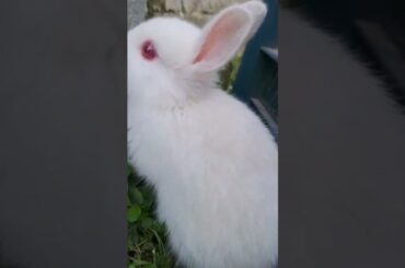 cute Rabbit