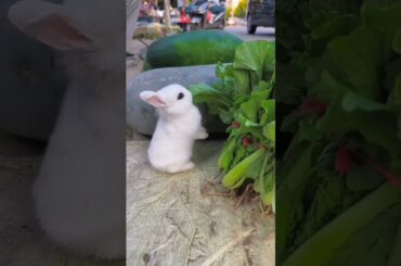 Cute RABBIT #viral #ytshorts #animals #rabbit