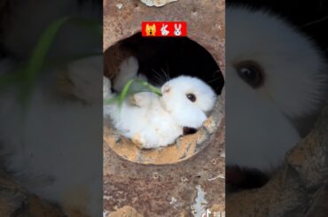 cute rabbit happily munching on some fresh grass #rabbit #animals #rabbits #hare #rabbitfarming