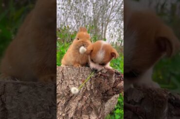 bunny and dogs #cutebunny #rabbit #puppy #pet #dandelion