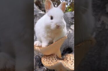 cute rabbit A beautiful moments #rabbit #shorts