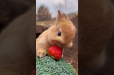 cute bunny|Rabbit eating strawberry #shortsfeed #cutepets