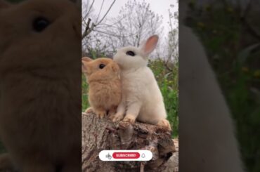 The Cute rabbit #animals #rabbits