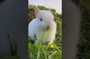cute rabbit A beautiful moments #rabbit #shorts
