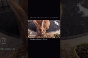 Cute bunny’s world!