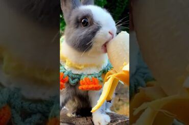 cute rabbit eating#rabbit#rabbitfarming #rabbitlovers#rabbits