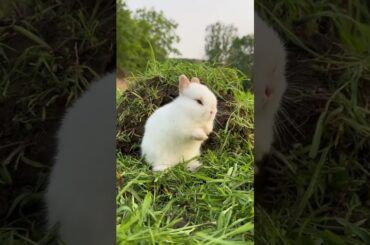 cute rabbit #bunny #shorts