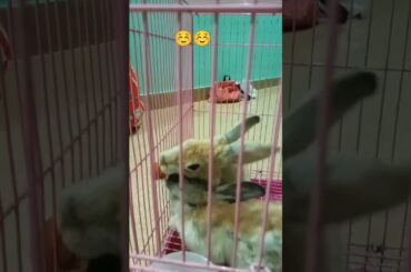 Cute Rabbit, Rabbit eats carrot, Rabbit, #cuteanimals, #rabbits