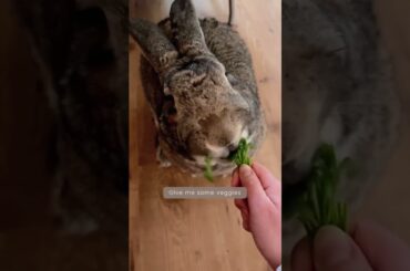Funny Pet Video | "I am your bunny" | Funny Rabbit | Funny Bunny