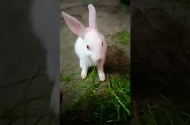 Cute Baby #rabbit #shorts #trending