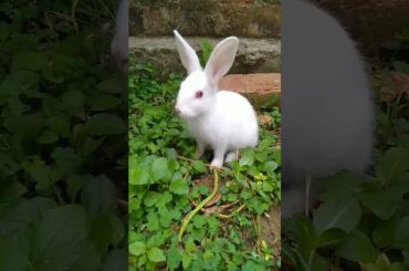 cute bunny #ytshort #ytviral #youtubeshorts #pets