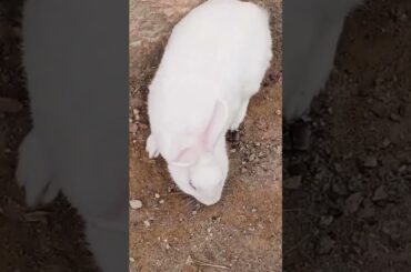 cute baby rabbit chiku rabbit beautiful #virel #trending #rabbit #funny #cute #cute #vitel
