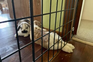 Forbidden feets in the forbidden area