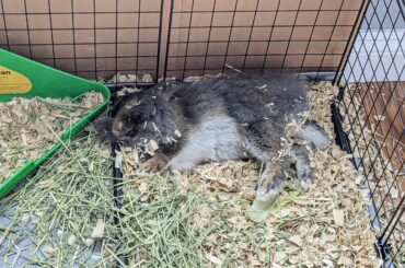 Nothing better than a coat full of wood chips