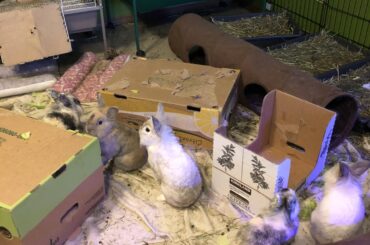 They stand up whenever the dogs bark (and don’t worry today was cleaning day, check other posts =] )