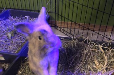 Henlo (purple from the grow light on the adjacent cilantro grow op)