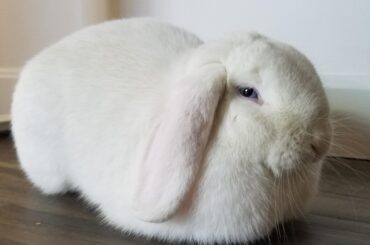 Proofing a Snowflake Loaf