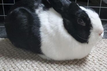 Looks like a floating loaf