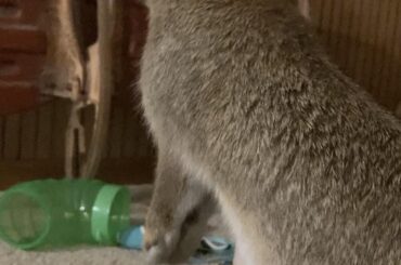 Stewart will do anything for his pellets and greens!