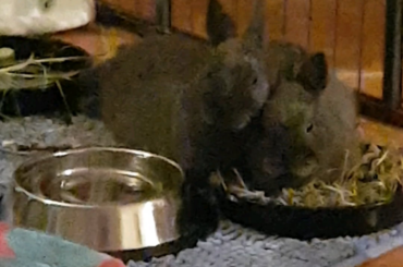 In the food dish..