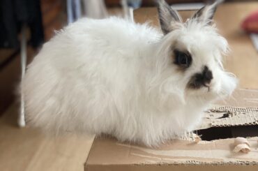 50% box-loving 50% suspended bunny