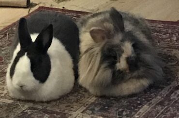 Dueling loafs