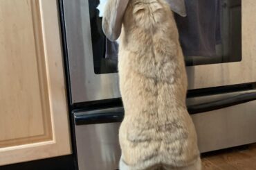 open up, i know you’re hiding treats from me