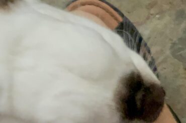 Phoebe