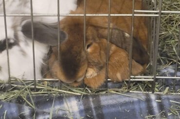 Ivan picks uncomfortable sleeping positions while in his bonding pen.