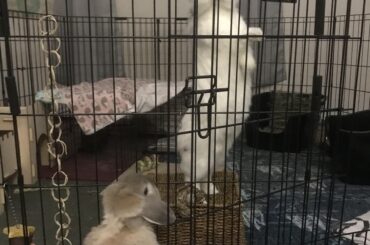 A standing Honeybun and an extra standy Snoopy pie