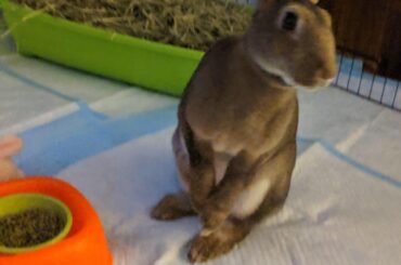 Coco investigating his freshly cleaned play area:)