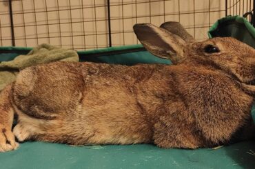 He finished his pellets and came lounge besides me :)