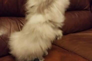 Adolia standing! *happy bunny noises* :)